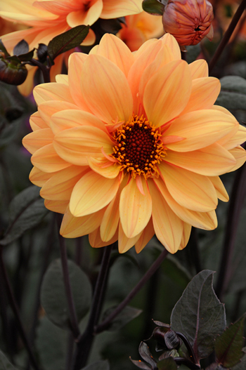 Classic Elise  Verwer Dahlias