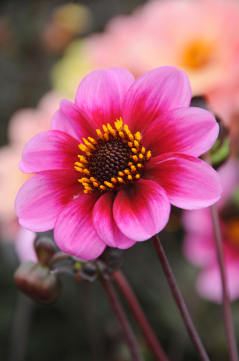 Classic Giselle  Verwer Dahlias