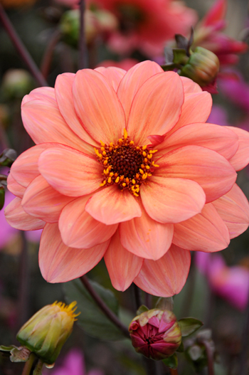 Classic Pome  Verwer Dahlias