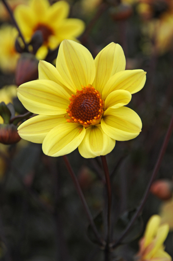 Classic Summertime  Verwer Dahlias