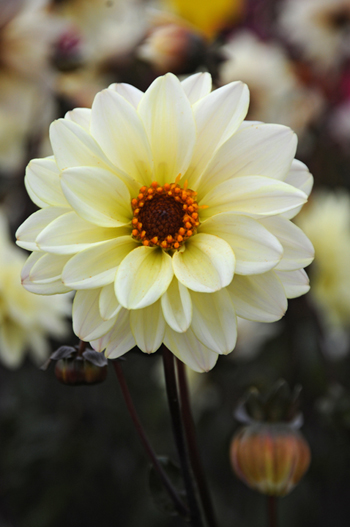 Classic Swanlake  Verwer Dahlias