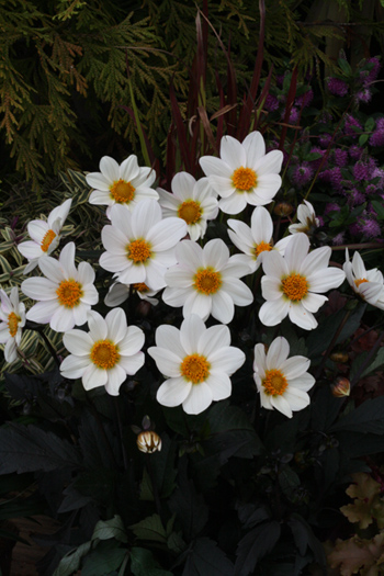 Dahlegria White