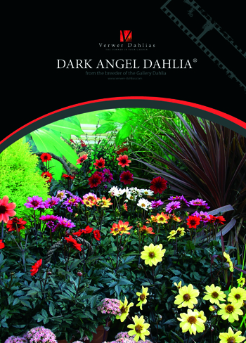 Dark Angel Dahlia Flyer