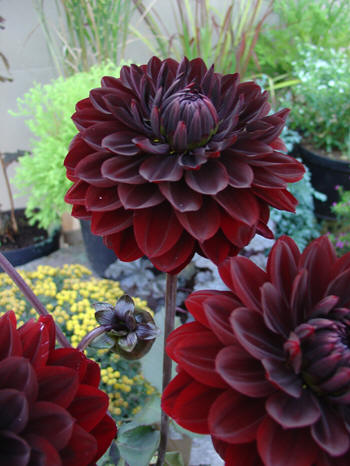 Karma Choc  Verwer Dahlias