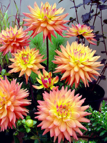 Karma Corona  Verwer Dahlias