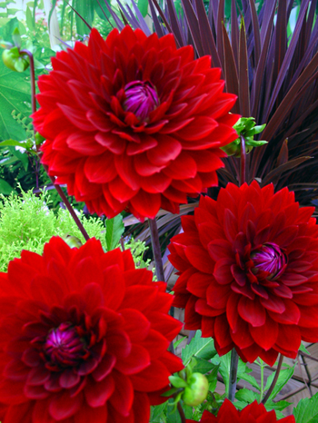 Karma Royal  Verwer Dahlias