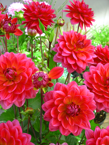 Karma Thalia  Verwer Dahlias