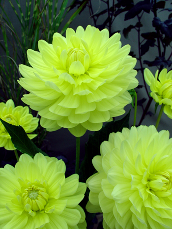 Karma Ventura  Verwer Dahlias